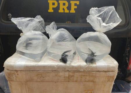 PRF resgata dez salamandras sendo transportadas sem licença e em maus tratos em Miranda