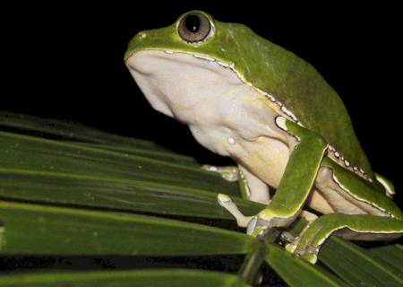 Pesquisa encontra indícios de biopirataria de conhecimentos indígenas