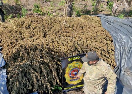 Senad faz maior apreensão de maconha do ano em Pedro Juan Caballero
