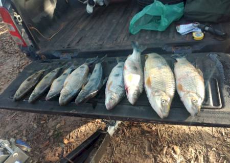 Em Brasilândia, PMA desmonta acampamento, prende e autua pescador por capturar pescado ilegal
