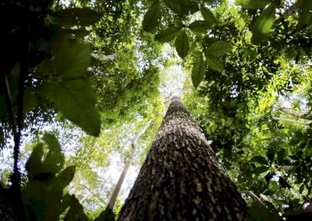 Bioma amazônico tem 30 a 40 mil espécies só de plantas, mostra estudo