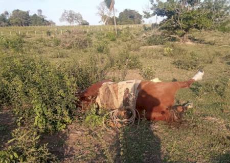 Homem e cavalo morrem ao serem atingidos por raio em fazenda em Jardim