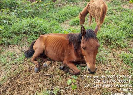 Homem é multado em R$ 2 mil por maus tratos a cavalos em MS