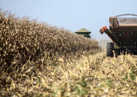 Colheita do milho safrinha rende 11,4 milhões de toneladas no Estado, alta de 75,8% no ano