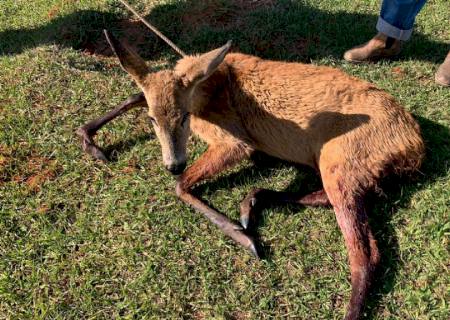 Polícia Ambiental resgata cervo ferido por cães, mas animal morre em Nova Andradina