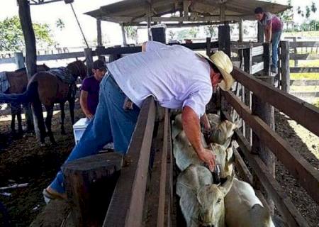 Brasil e Paraguai assinam acordo para ações na área de saúde animal