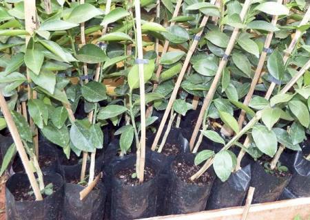 Agraer estimula produção de pomares domésticos em Ivinhema