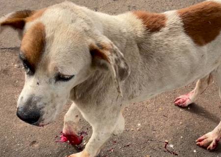 Polícia Ambiental resgata cão vítima de maus tratos em Cassilândia