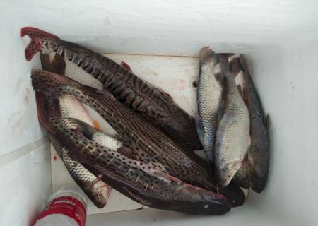 PMA de Dourados autua três pescadores transportando 21 kg de pescado capturado na Piracema