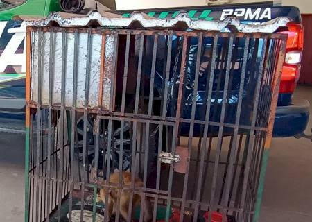 Em Amambai, Polícia Ambiental autua infrator por manter macaco-prego em cativeiro