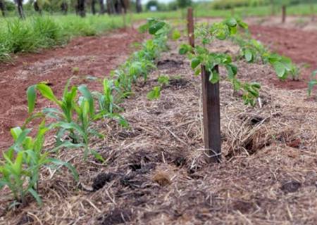 Estudo avalia técnicas sustentáveis de implantação de espécies florestais nativas para sistemas silvipastoris
