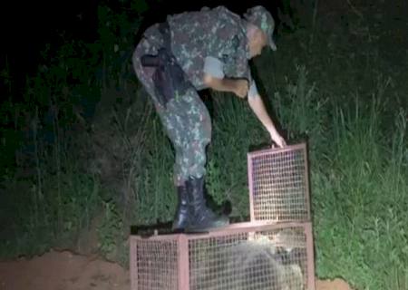 Polícia Ambiental de Batayporã captura tamanduá-bandeira no centro cidade