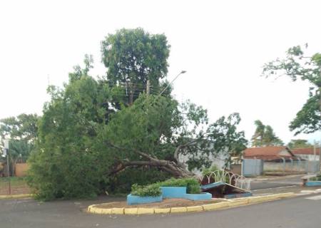 Vento forte derruba árvore na avenida principal de Anaurilândia