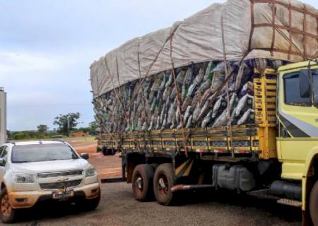 Polícia Ambiental apreende caminhão de carvão transportado ilegalmente em Nova Casa Verde