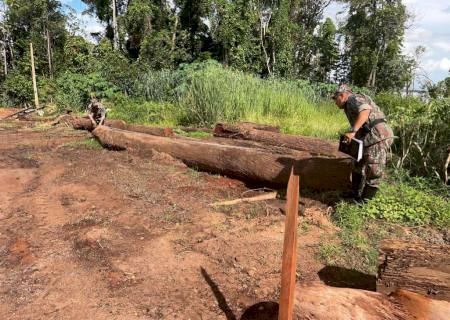 Em Aparecida do Taboado, Polícia Ambiental autua empresário em R$ 15 mil por exploração ilegal de madeira