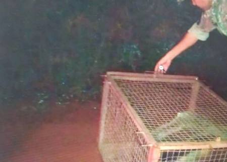 Polícia Militar Ambiental captura tamanduá no centro de Batayporã