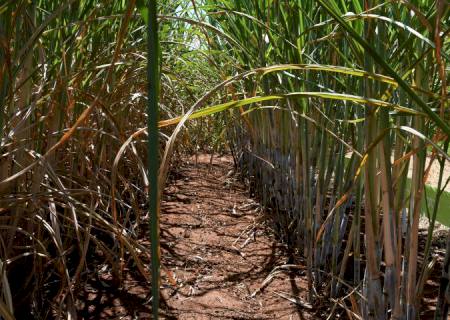 Com apoio do Governo, setor sucroenergético de MS tem a 4ª maior produção de cana do Brasil