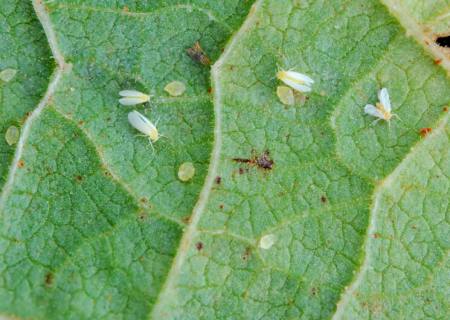 Bioinseticida para controle da mosca-branca chega ao mercado