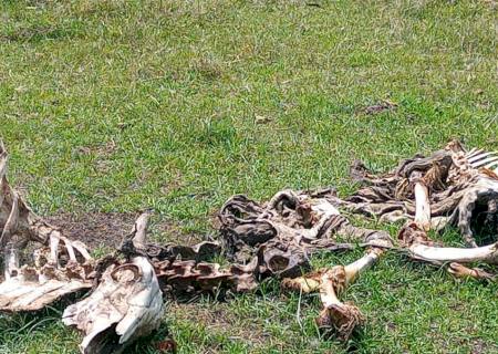 Fazendeiro é multado em R$ 230 mil por maus-tratos a gado em Rio Negro