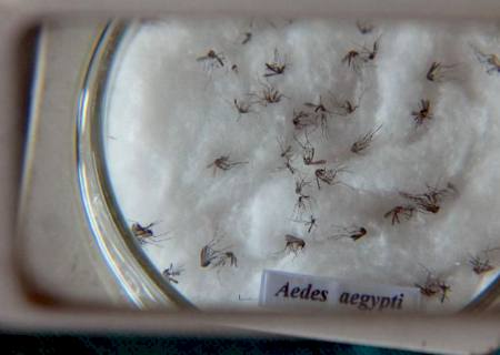 Nova vacina contra a dengue chega ao Brasil na próxima semana
