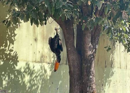 Homem é preso por maus-tratos a tucano em Água Clara