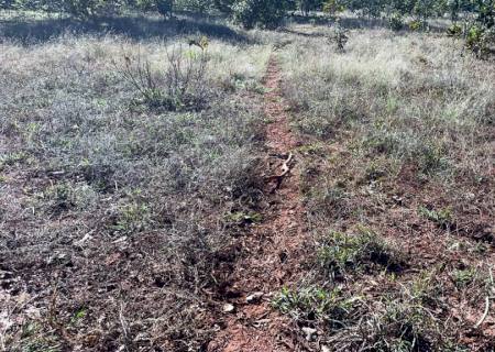PMA autua homem em R$ 127,3 mil por exploração ilegal de vegetação em área de reserva legal