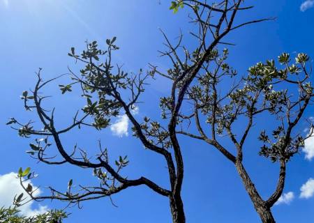 Alertas de desmatamento batem recorde no Cerrado