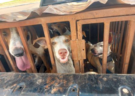 Polícia Ambiental prende homem por maus-tratos a animais e com armas em MS