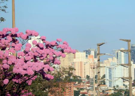 Com chuva no início da semana, MS pode registrar 40º C nos próximos dias