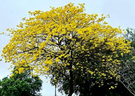 Previsão de sol e aumento do calor em MS neste sábado