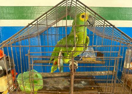 Em Fátima do Sul, homem é autuado em R$ 3 mil por manter aves silvestres em cativeiro