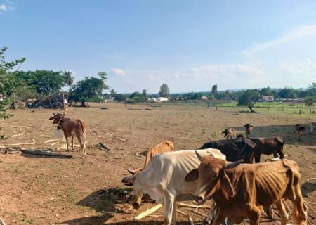 Proprietário rural é preso por deixar gado sem alimento em MS