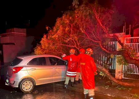 Dezenas de árvores caem após passagem de temporal em Nova Andradina