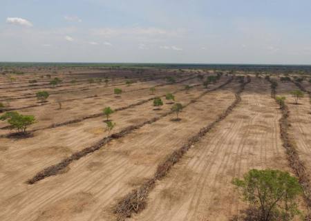 Desmatamento no Cerrado cai 48% em janeiro, mostra instituto
