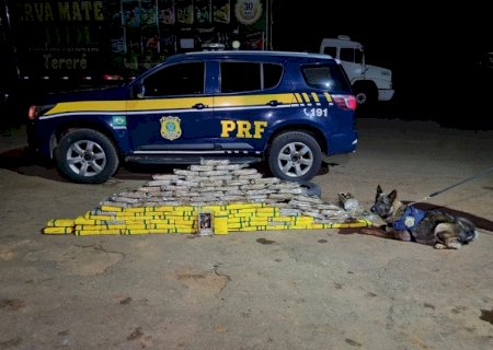 Cães da PRF encontram 124 kg de cocaína em pneus estepes de caminhão