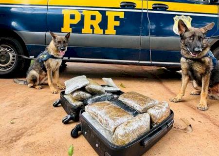 Cães da Polícia Rodoviária Federal encontram droga em ônibus em Terenos