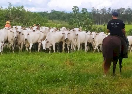 Polícia Civil recupera 160 cabeças de gado roubadas por bando armado na fronteira