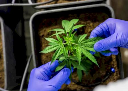 CCJ aprova PEC que criminaliza posse de qualquer quantidade de droga