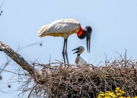 Governos de MS e MT e Ministério do Meio Ambiente assinam termo de cooperação para proteção do Pantanal