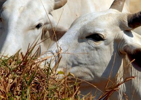Brasil regula abate e processamento de animais para mercado religioso