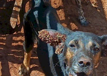 Polícia Ambiental de Aquidauana atua idosa por maus-tratos a quatro cães