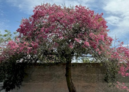Previsão do tempo: hoje é de temperaturas entre 16 e 29 graus e sem possibilidade de chuva em Nova Andradina