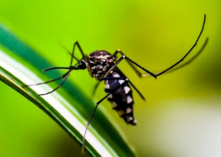Quase 4 bilhões de pessoas correm risco de infecção pelo Aedes