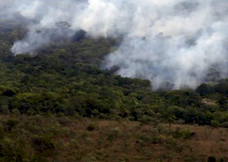 Ibama cria plataforma para acompanhar recuperação ambiental