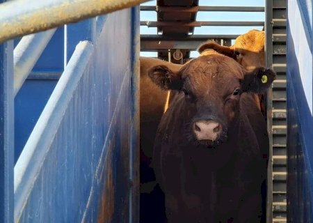 Projeto quer aumentar imposto sobre exportação de gado vivo
