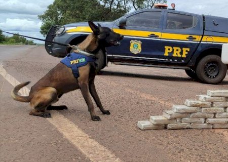 Cães da PRF encontram 36 kg de pasta base de cocaína em caminhão