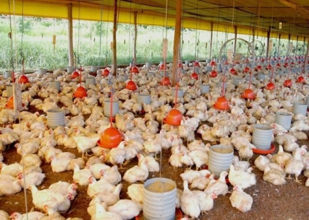 Prejuízo da avicultura gaúcha pode chegar a R$ 250 milhões