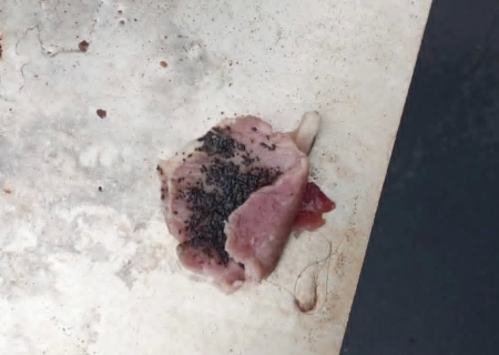 Mulher denuncia envenenamento de animais de estimação em Nova Andradina