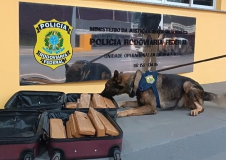 Cães da PRF encontram maconha em bagageiro de ônibus em Paranaíba