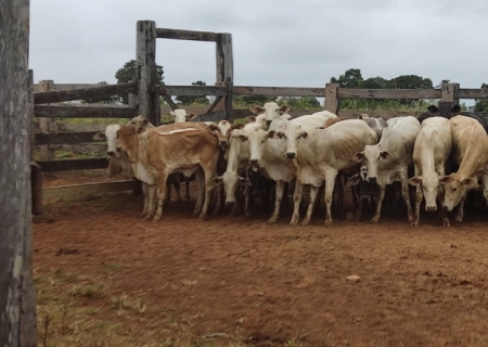 Deleagro esclarece furto e recupera lote de gado avaliado em cerca de R$ 45 mil em Coxim